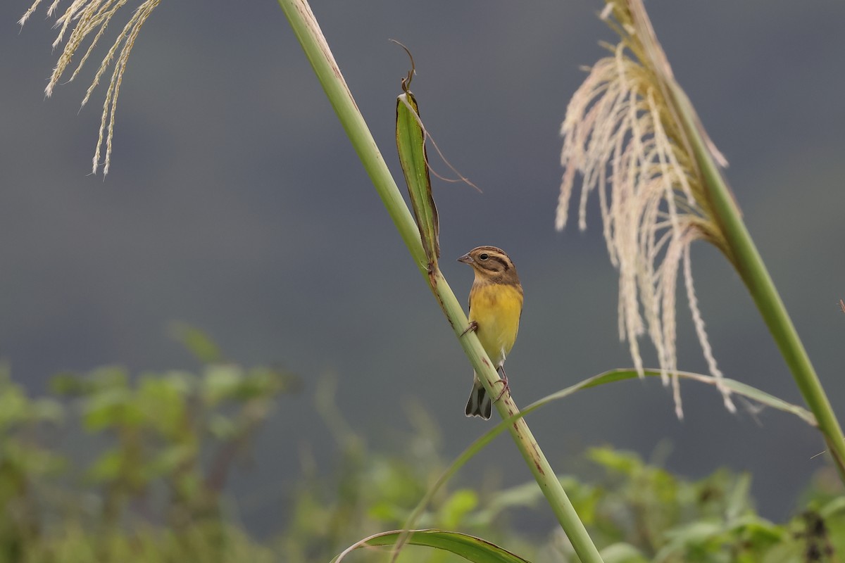 Вівсянка лучна - ML645710189