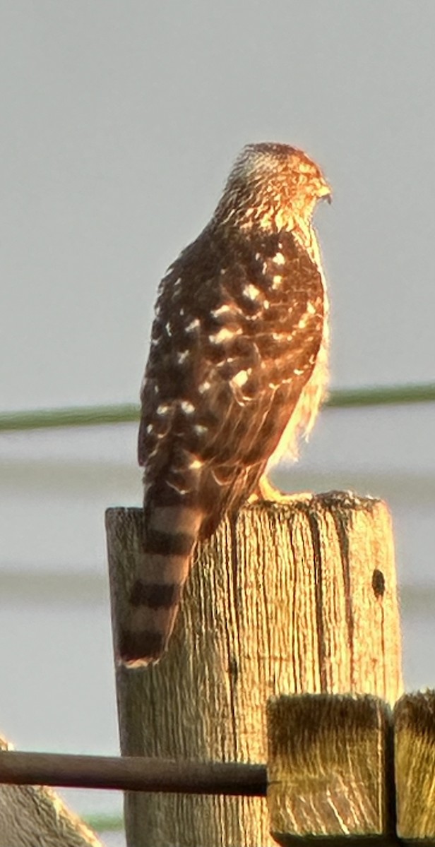 Cooper's Hawk - ML645710190