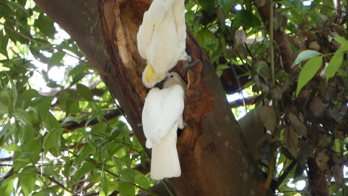 Yellow-crested Cockatoo - ML645710231