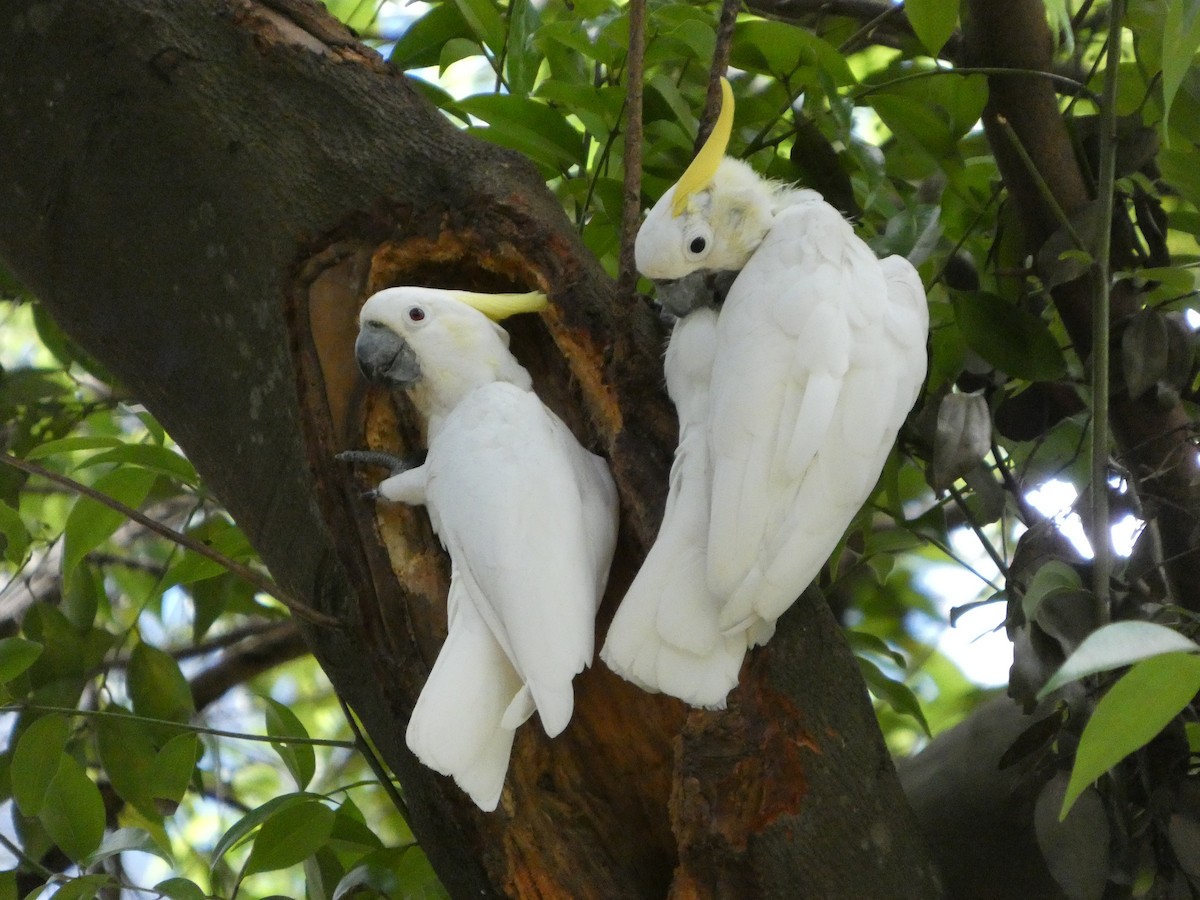 Yellow-crested Cockatoo - ML645710232