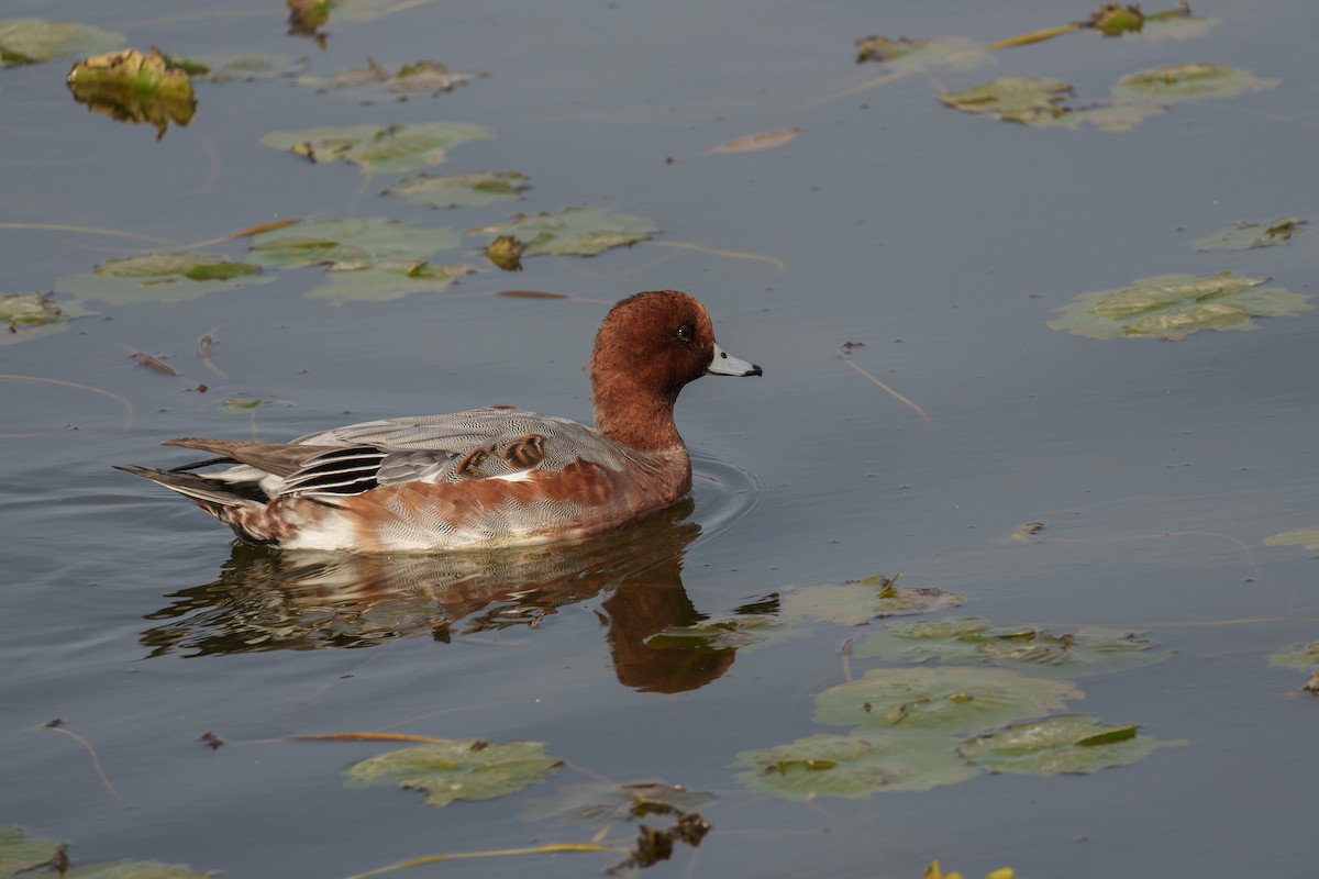 Eurasian Wigeon - ML645710233