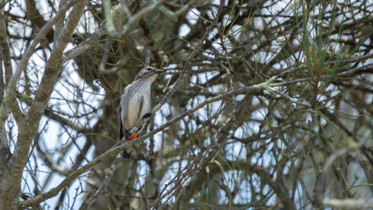 Mistletoebird - ML645710255