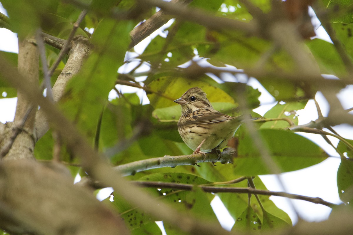 Black-faced Bunting - ML645710277