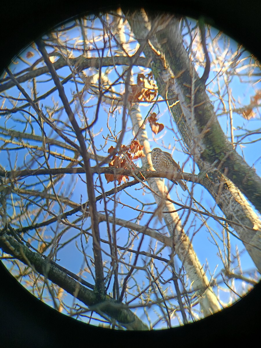 Mistle Thrush - ML645710278