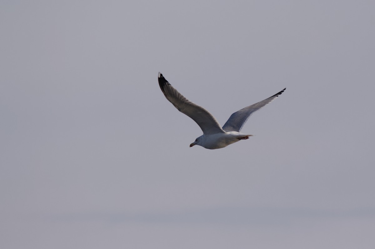 ub. måke (Larinae sp.) - ML645710280