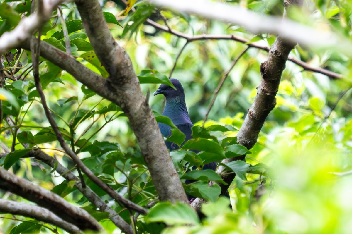 Black Wood-Pigeon - ML645710298