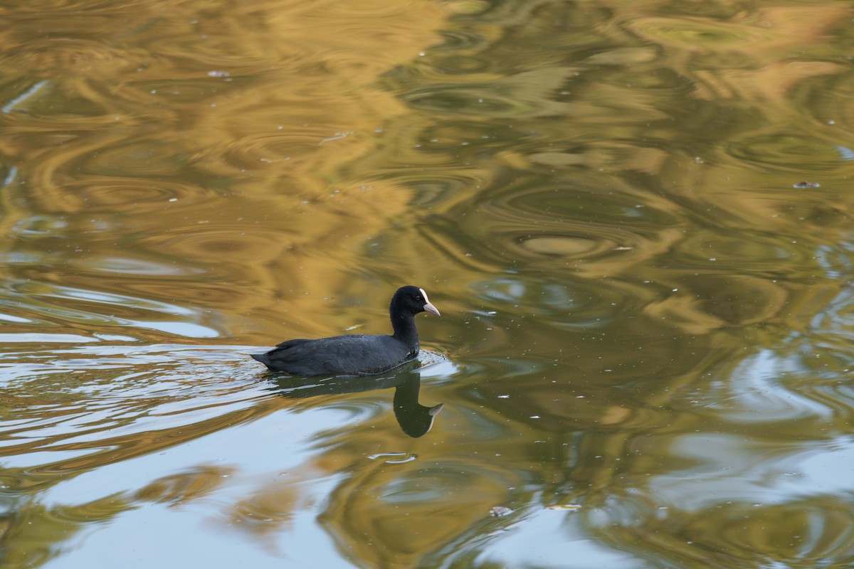 Eurasian Coot - ML645710307