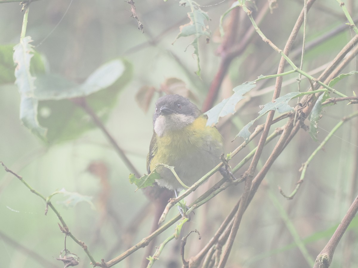 Common Chlorospingus (Northern Andes) - ML645710313