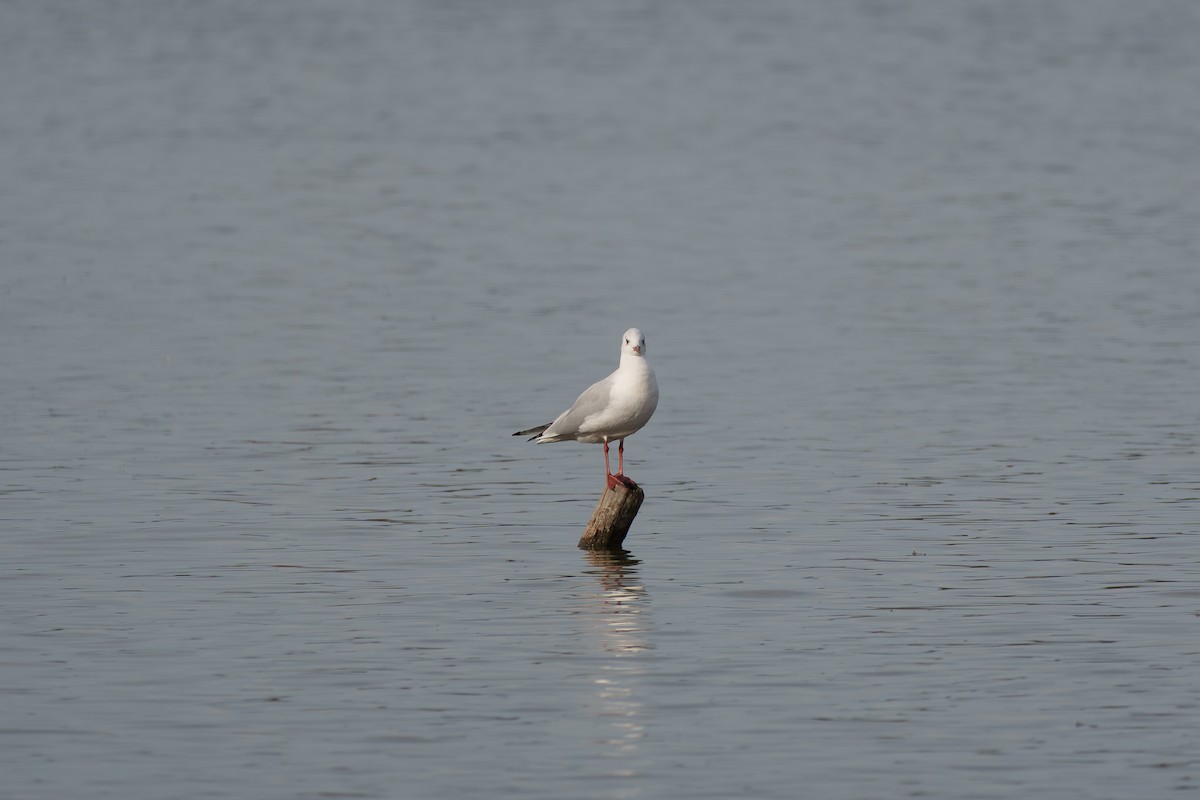 Black-headed Gull - ML645710315