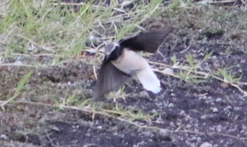 Pied Wheatear - ML645710317