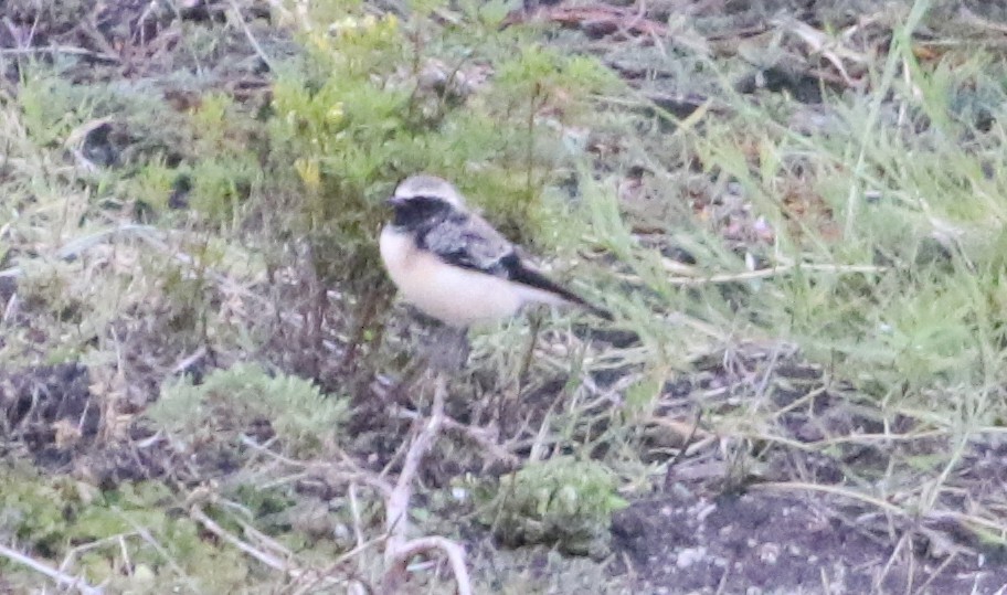 Pied Wheatear - ML645710318