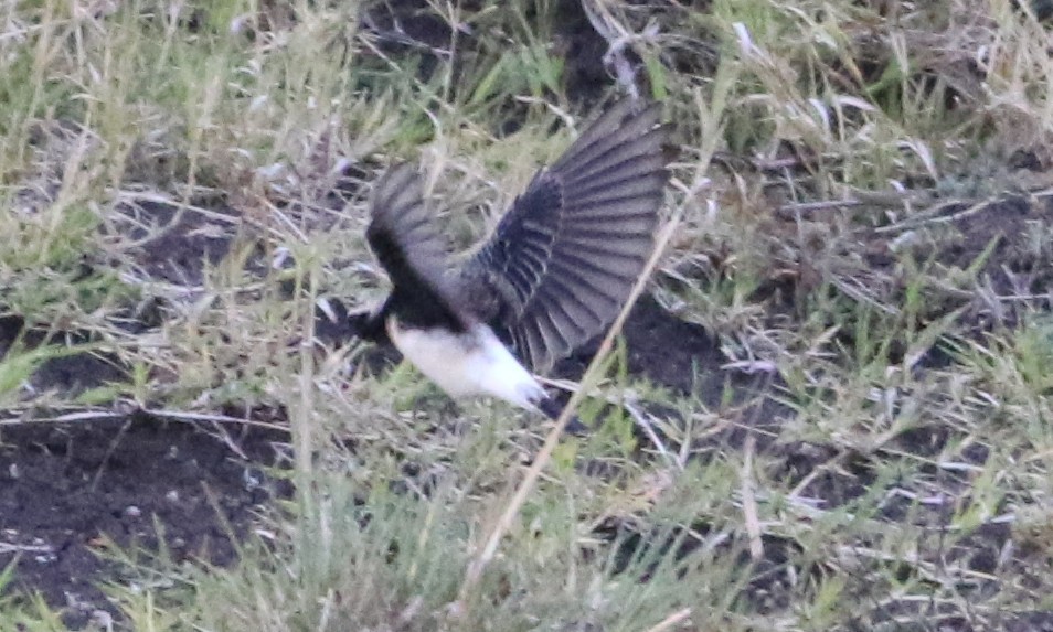 Pied Wheatear - ML645710319