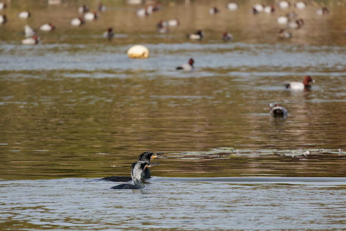 Great Cormorant - ML645710335