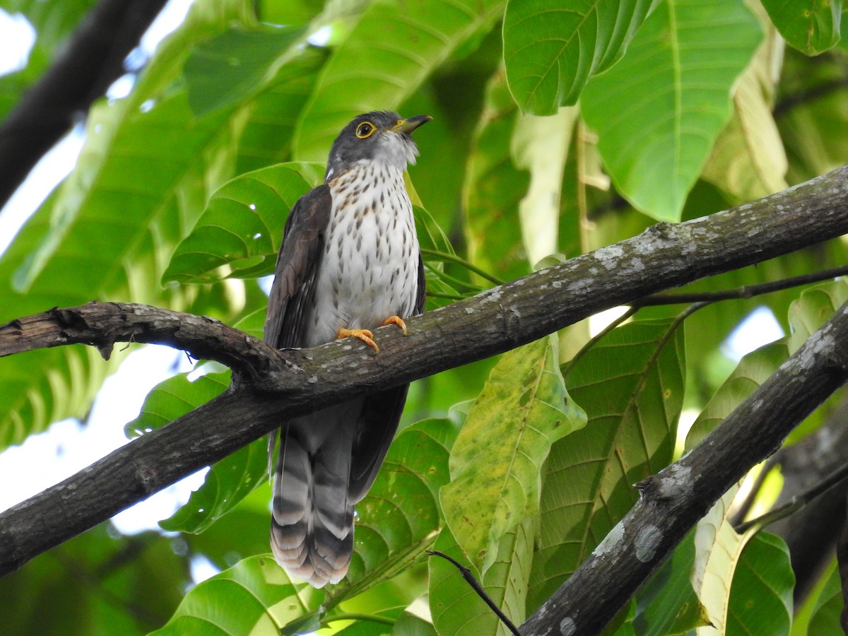 Malaysian Hawk-Cuckoo - ML645710338