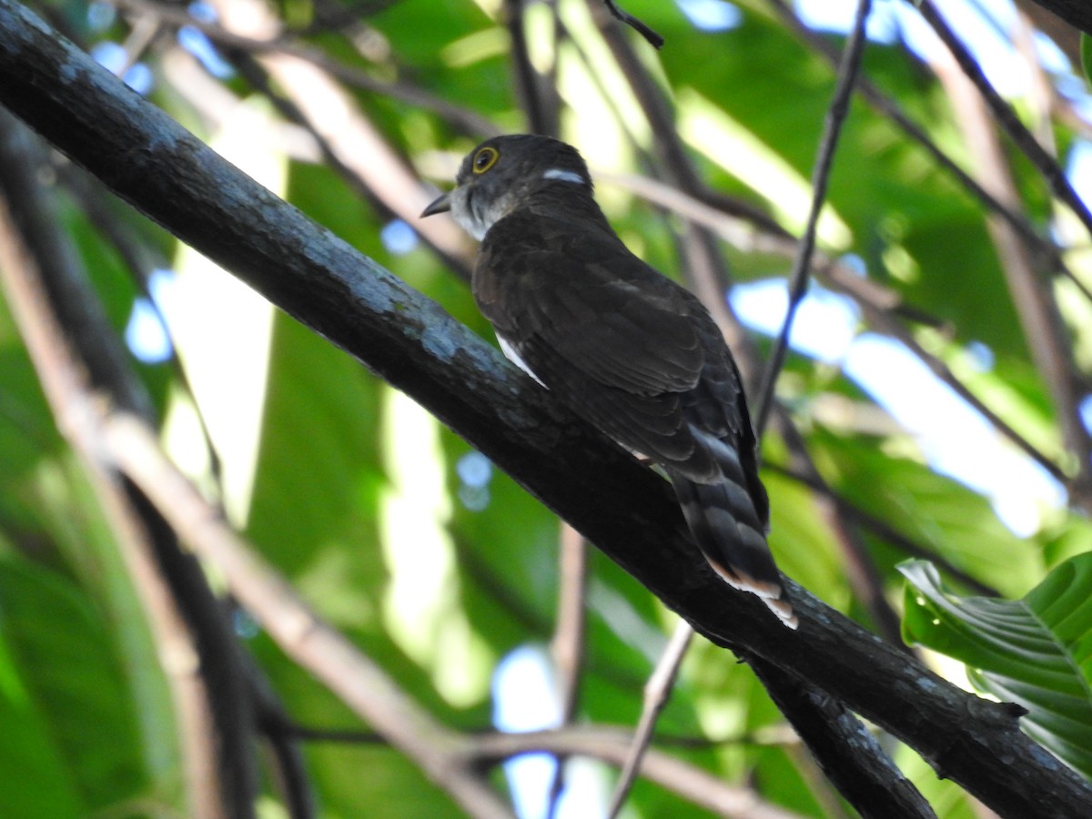 Malaysian Hawk-Cuckoo - ML645710339