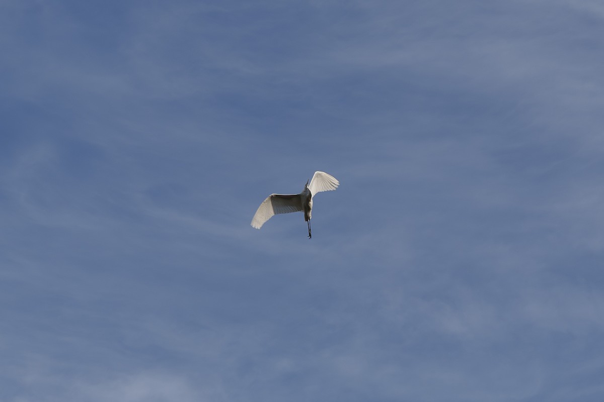 Great Egret - ML645710347