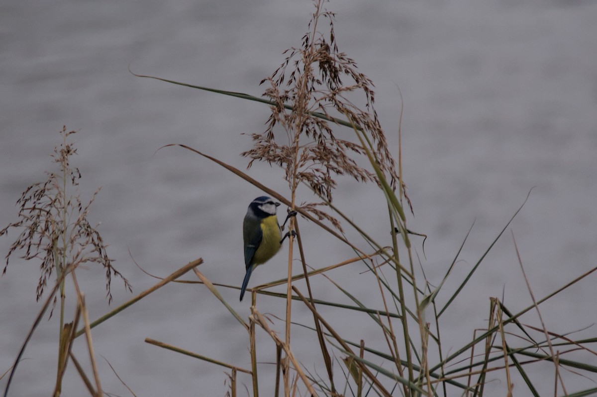 Eurasian Blue Tit - ML645710349