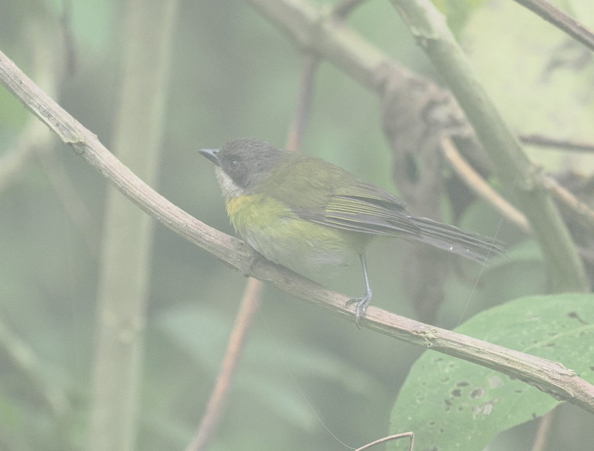 Common Chlorospingus (Northern Andes) - ML645710350