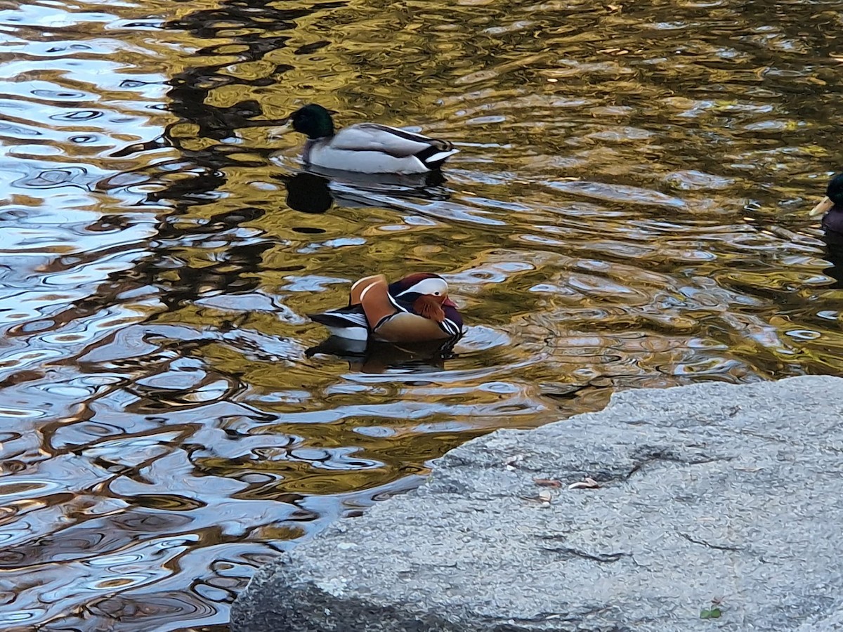 Mandarin Ördeği - ML645710352