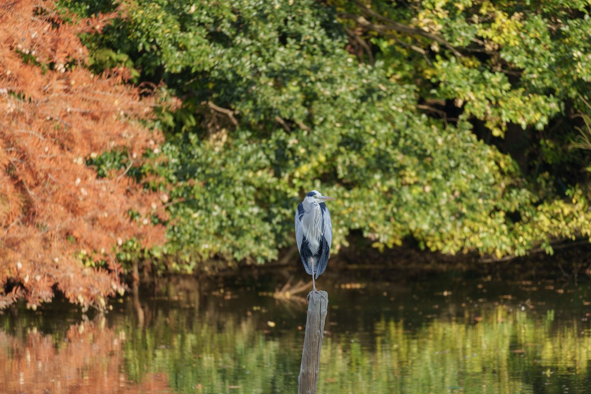 Gray Heron - ML645710363