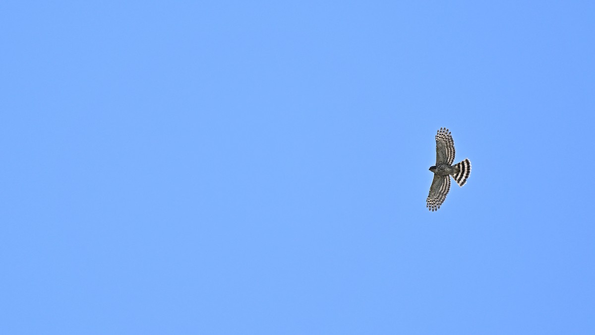 Crested Goshawk - ML645710367