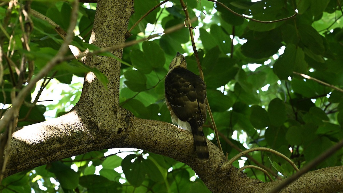 Crested Goshawk - ML645710368