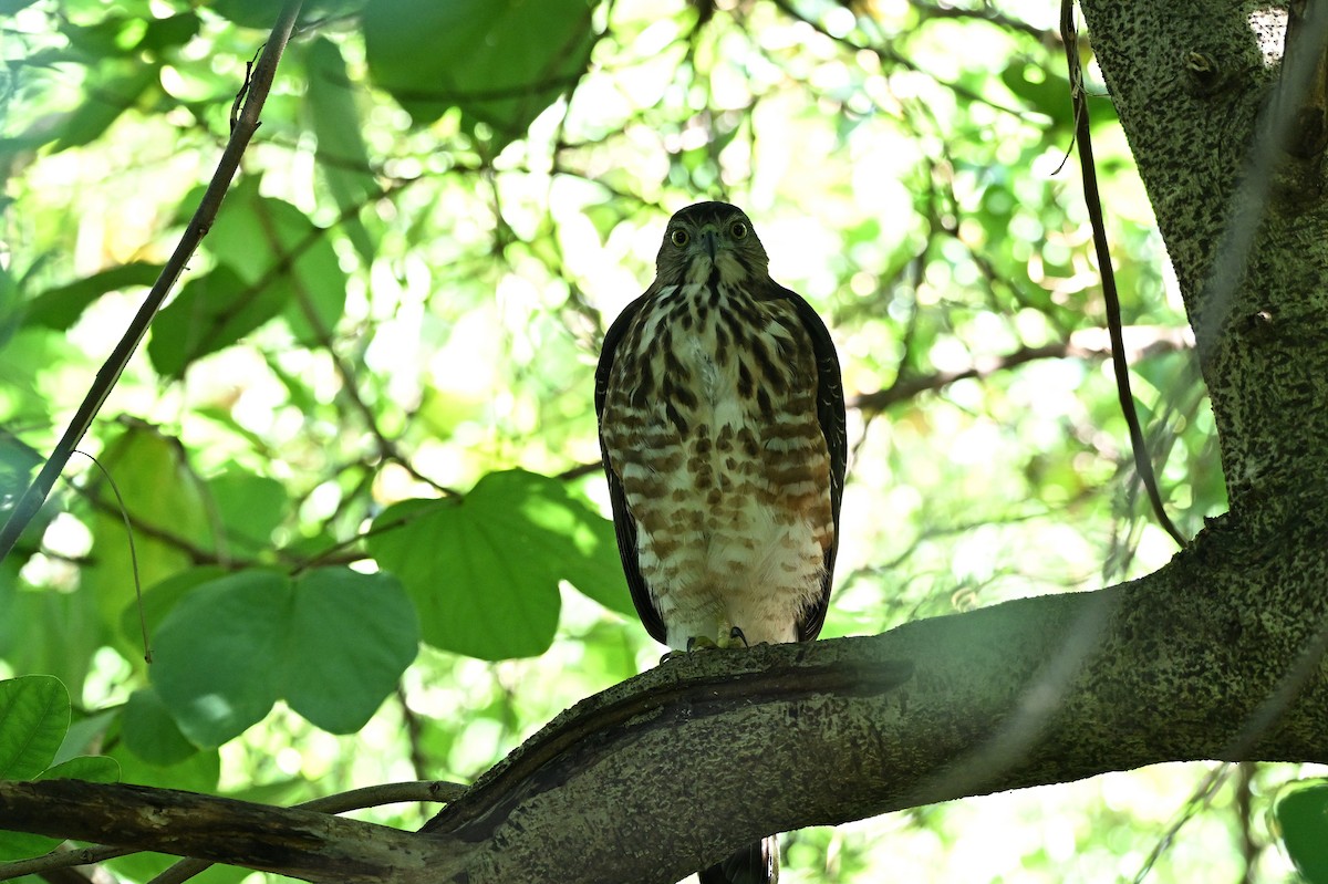 Crested Goshawk - ML645710369