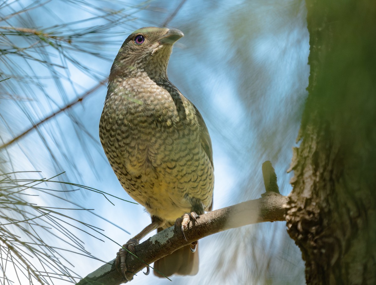Satin Bowerbird - ML645710373