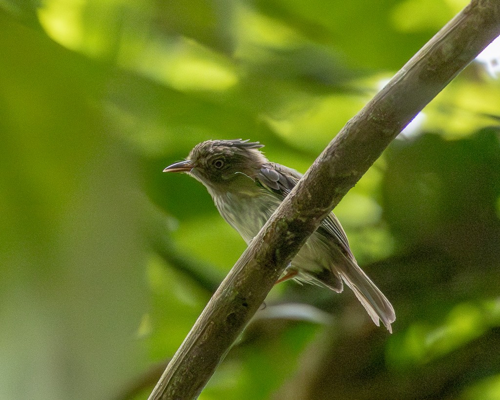 Long-crested Pygmy-Tyrant - ML645710374