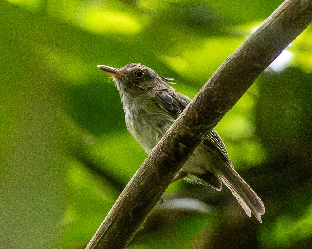 Long-crested Pygmy-Tyrant - ML645710375