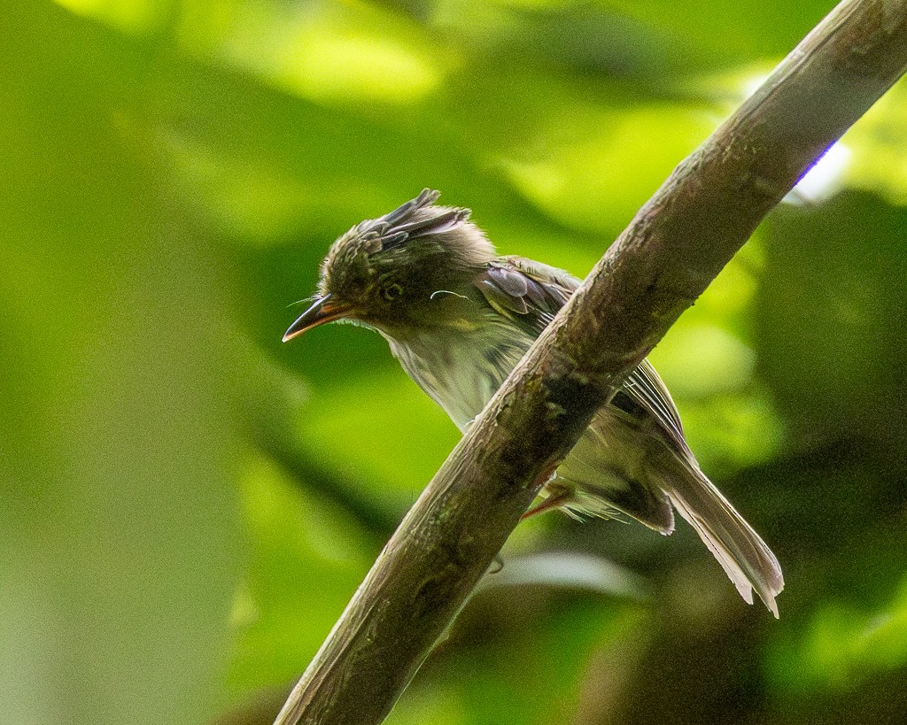 Long-crested Pygmy-Tyrant - ML645710376