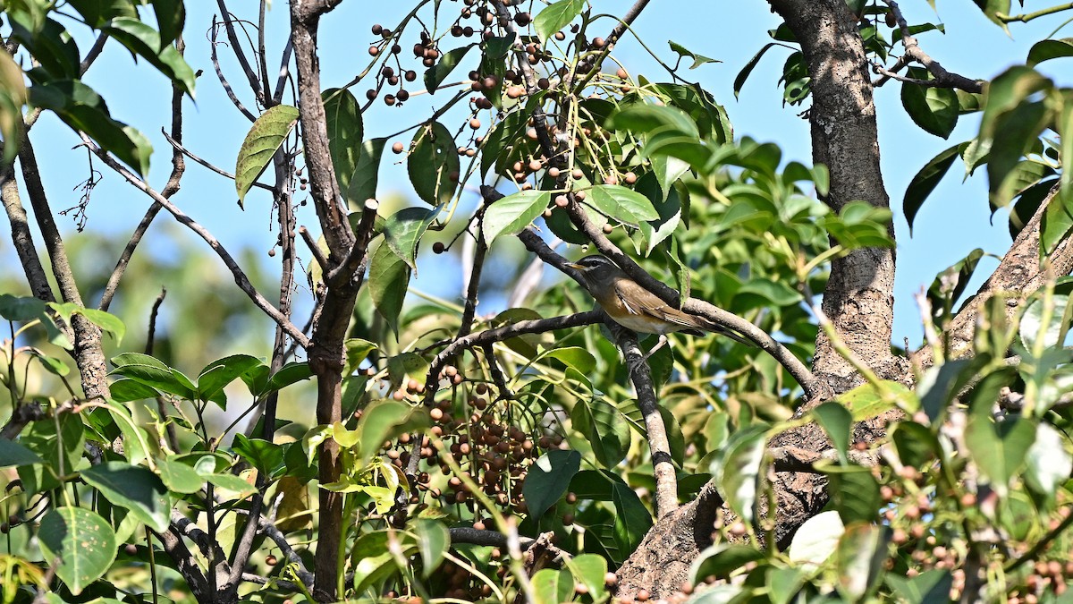 Tordo oscuro - ML645710377