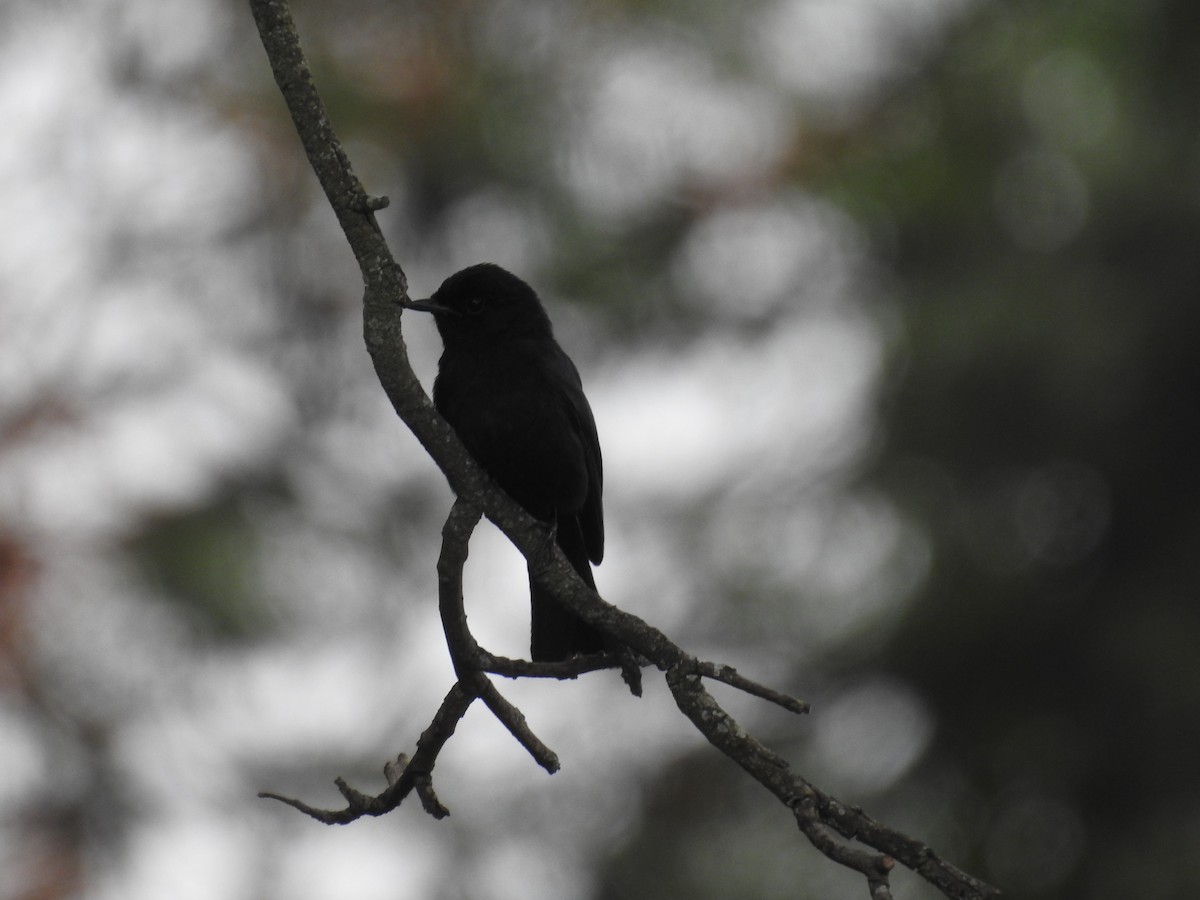 Southern Black-Flycatcher - ML645710396