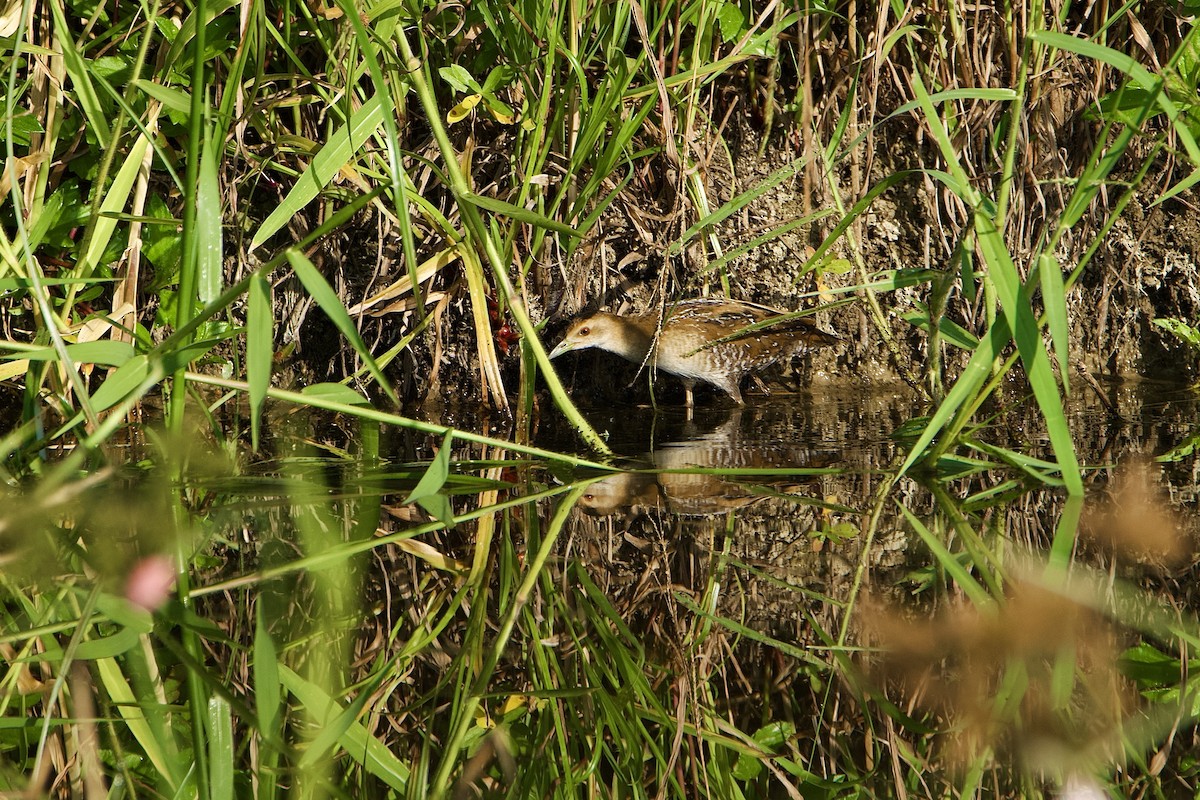 Baillon's Crake - ML645710400