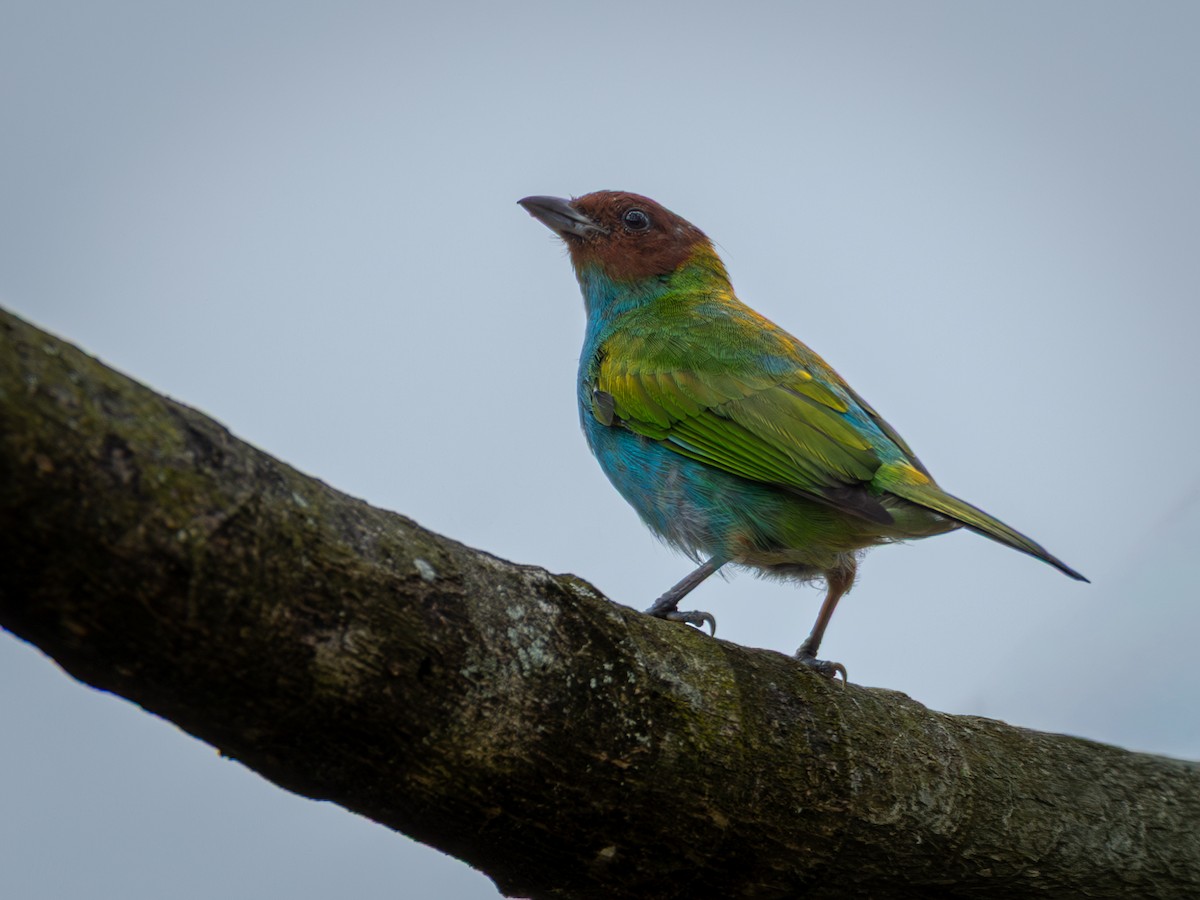 Tangara Cabecibaya - ML645710406