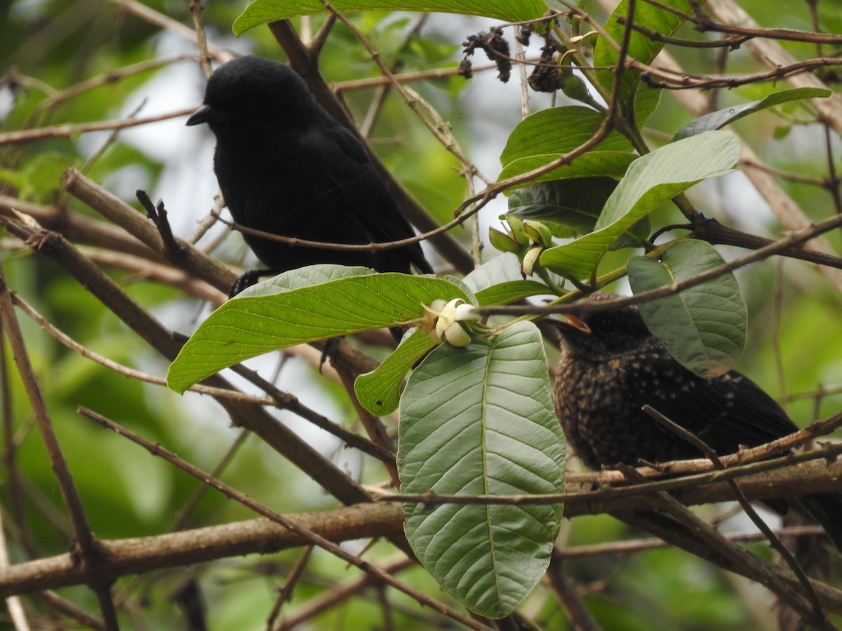 Southern Black-Flycatcher - ML645710407