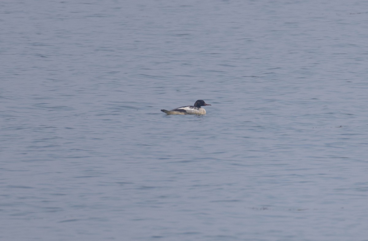 Common Merganser - ML645710409
