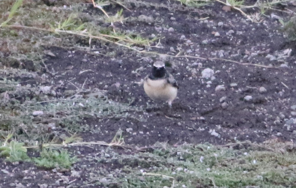 Pied Wheatear - ML645710410