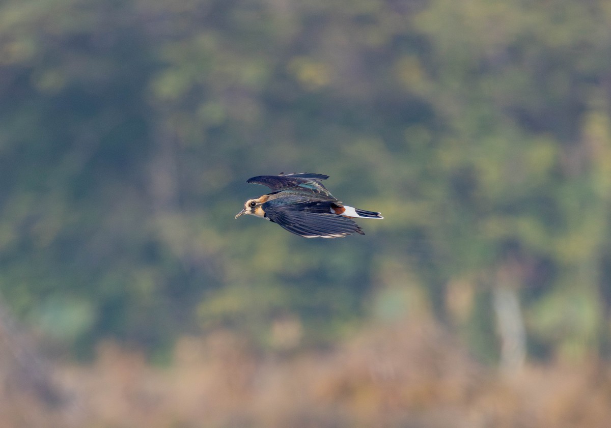 Northern Lapwing - ML645710414