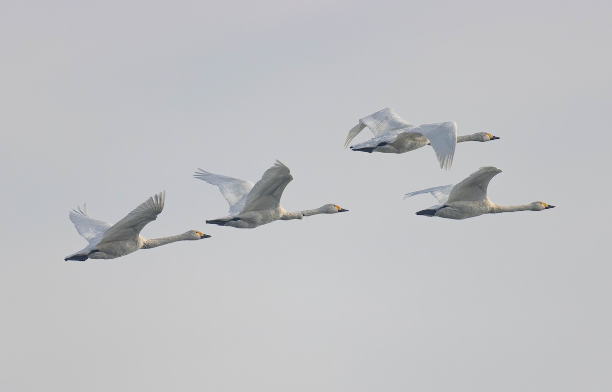 Tundra Swan - ML645710417