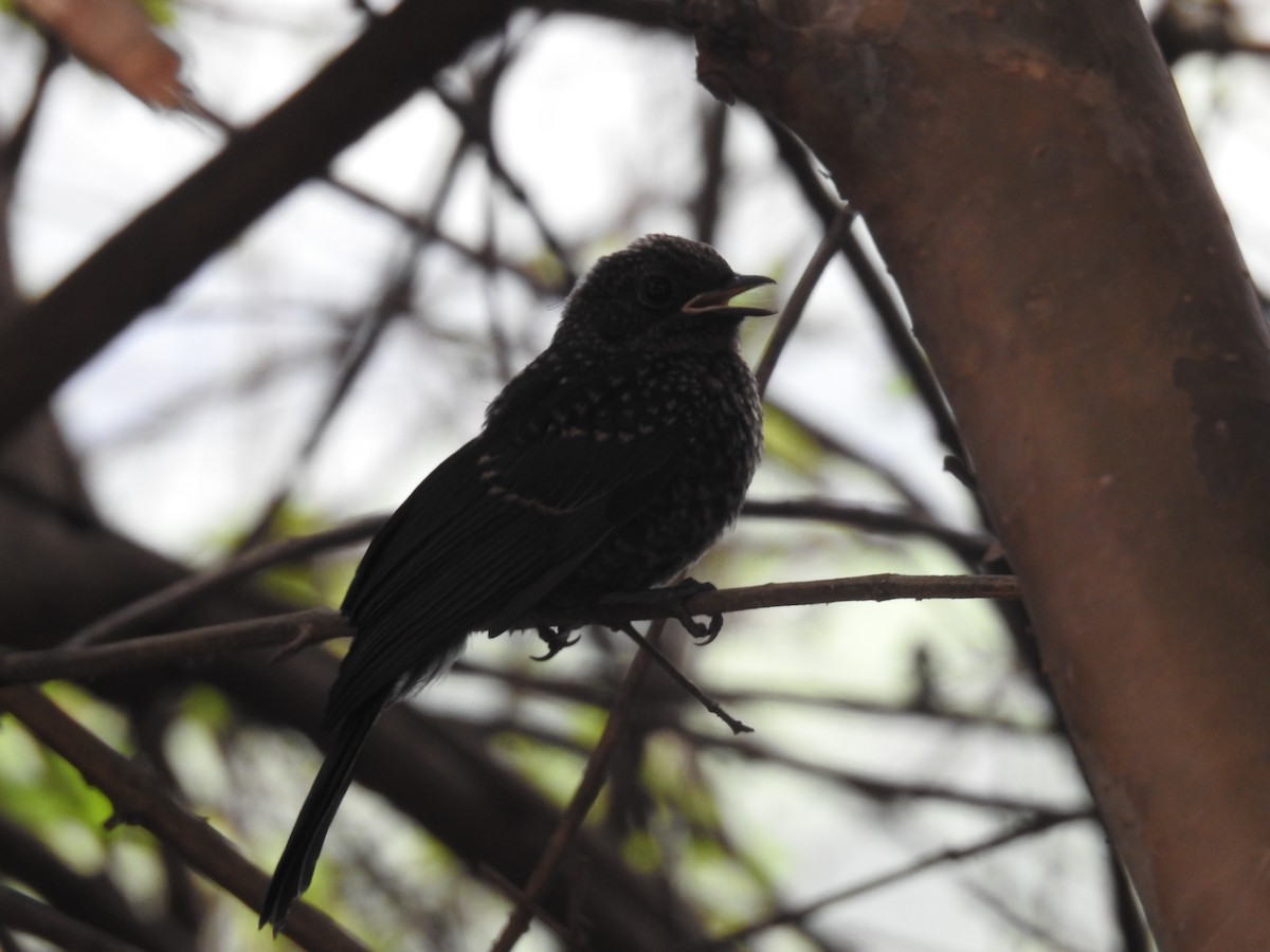 Southern Black-Flycatcher - ML645710418