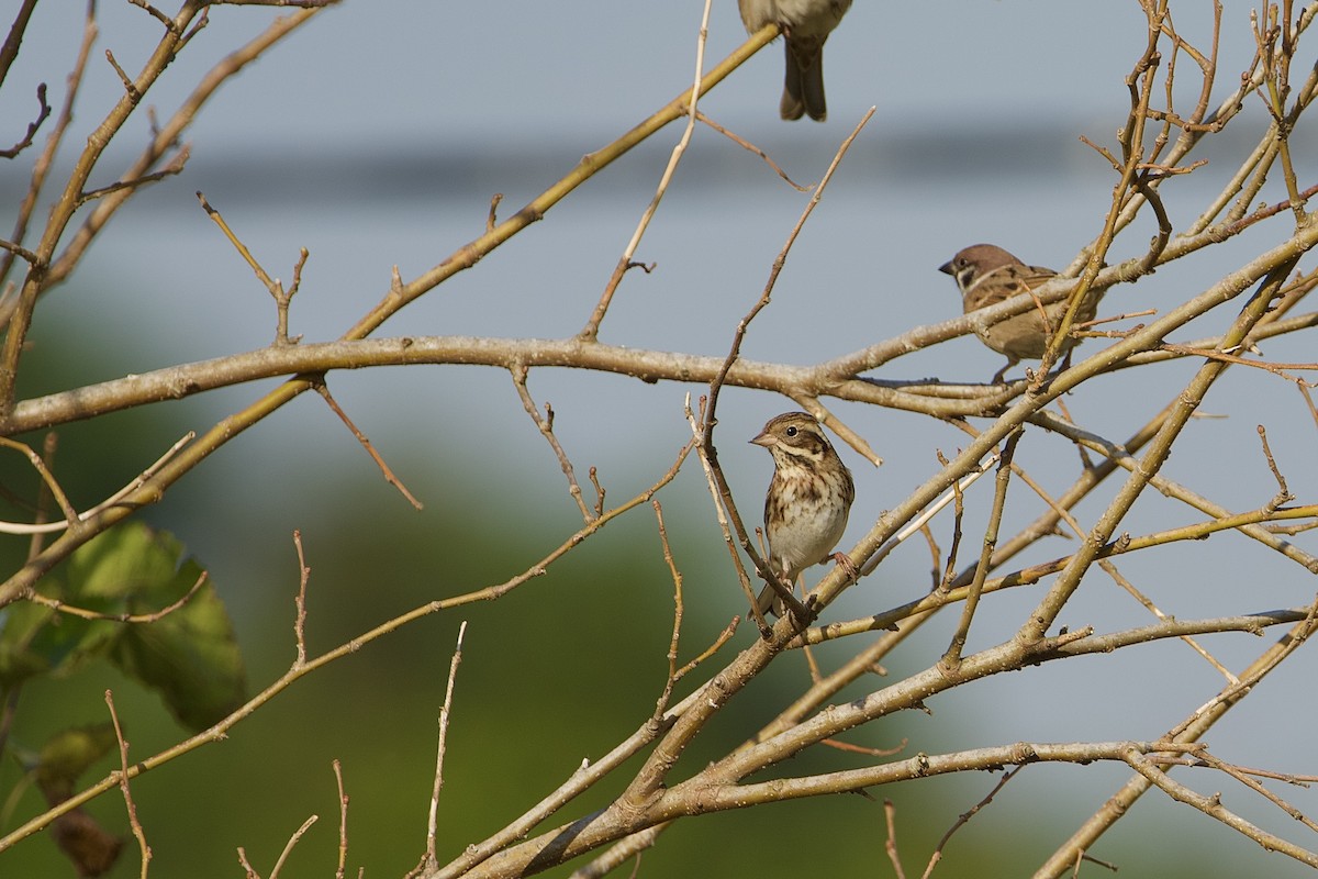 Rustic Bunting - ML645710427
