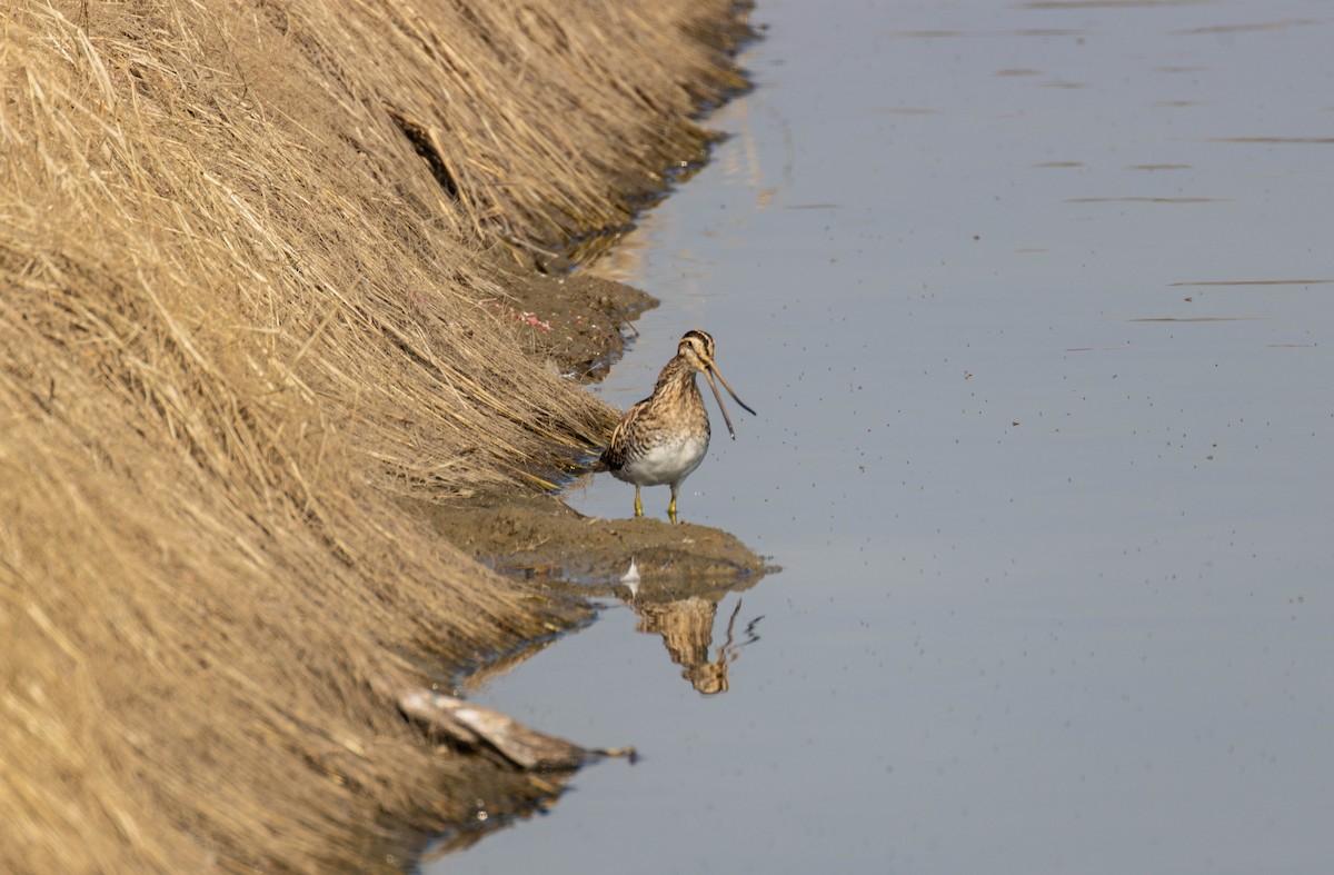 Common Snipe - ML645710428