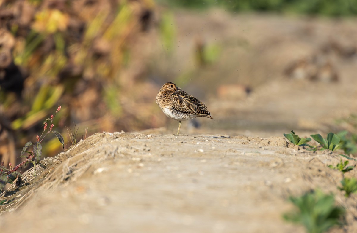 Common Snipe - ML645710429