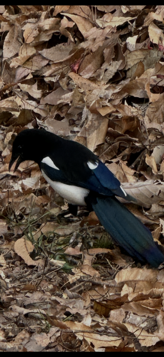 Orientelster - ML645710440