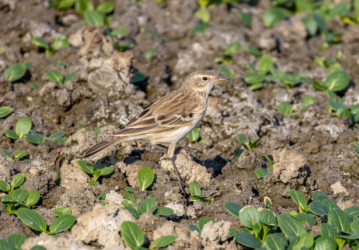 Water Pipit - ML645710445