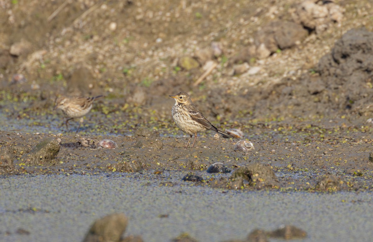 Siberian Pipit - ML645710450