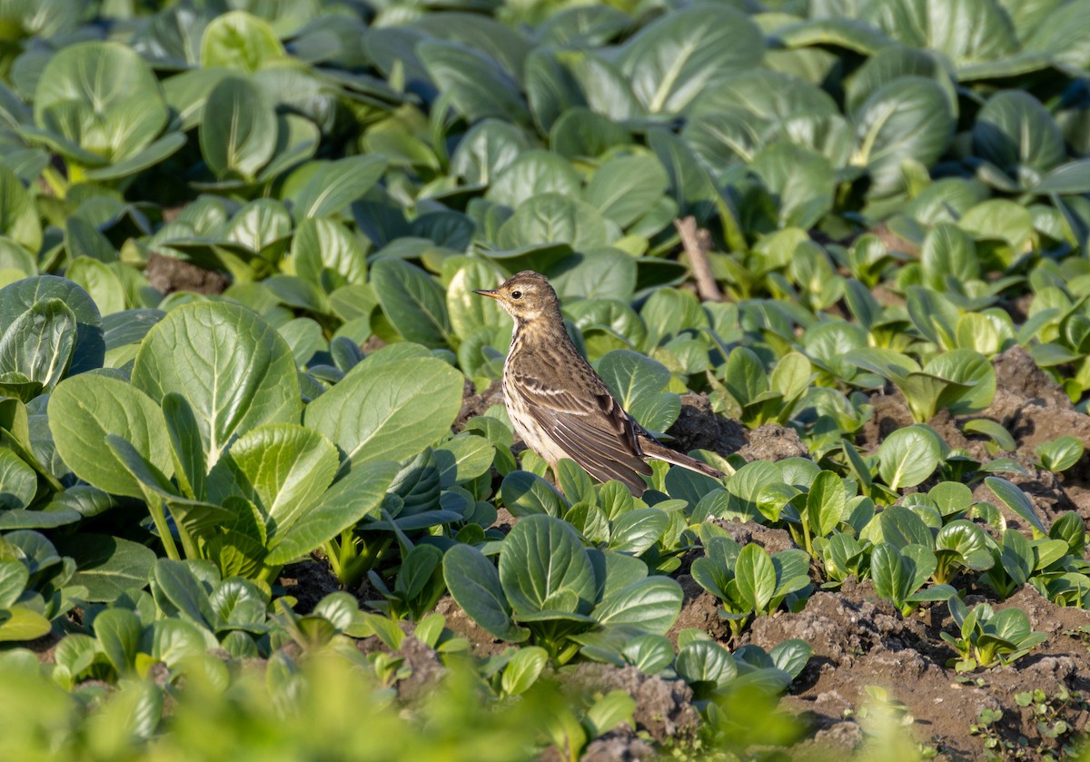 Siberian Pipit - ML645710451