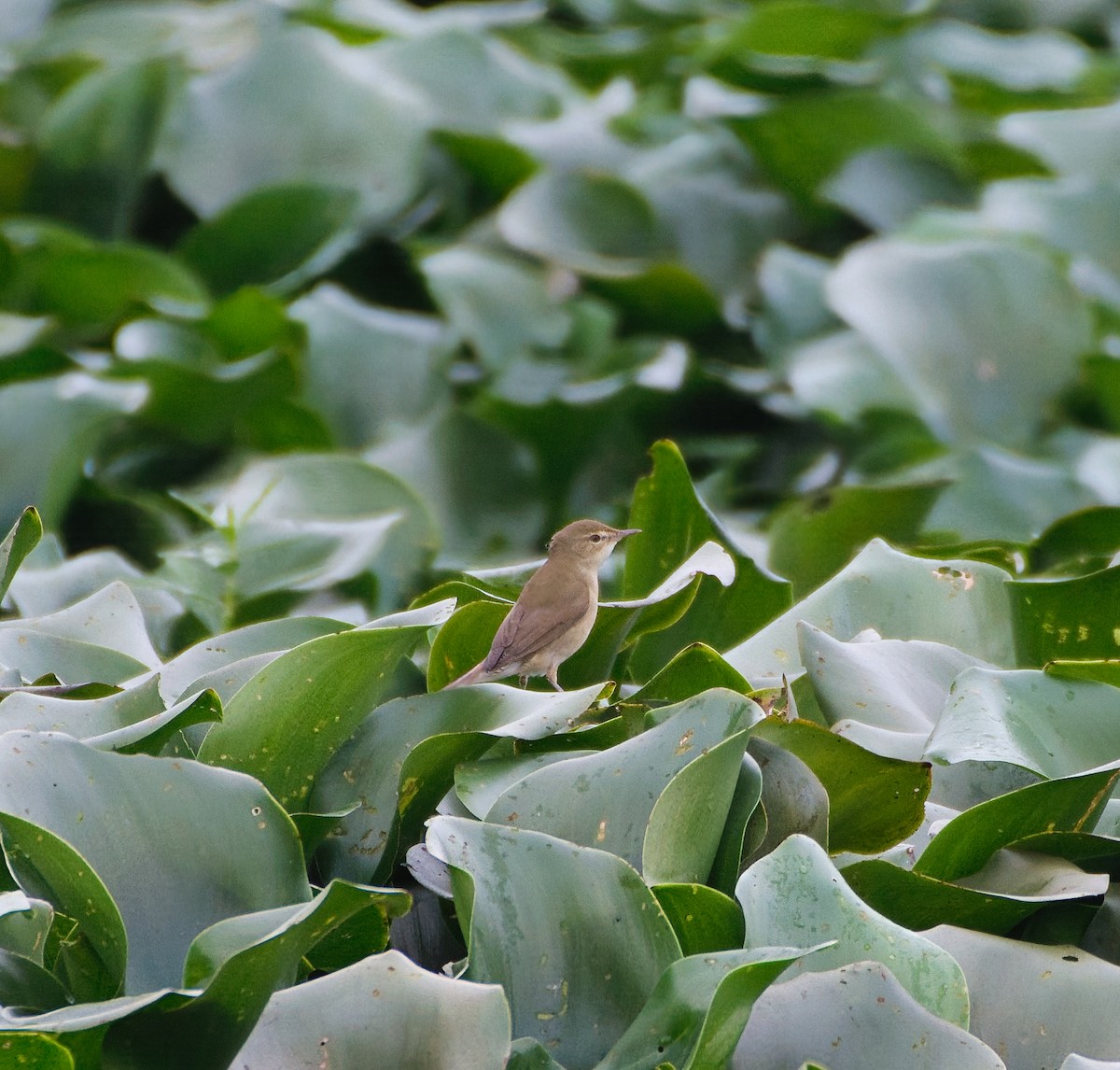 Blyth's Reed Warbler - ML645710457