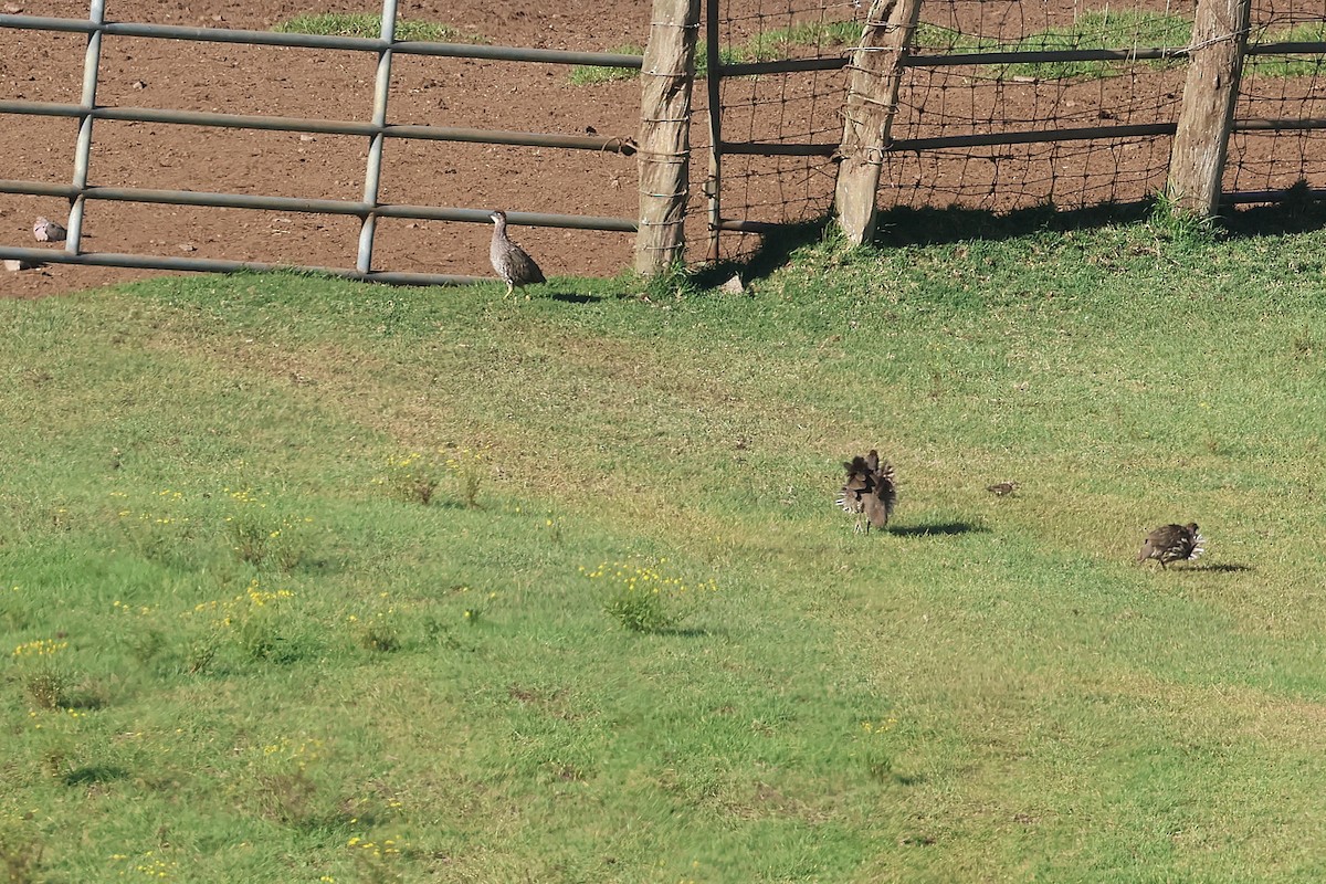 Francolin d'Erckel - ML645710467